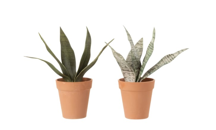 Sansevieria S Assortment Of 2