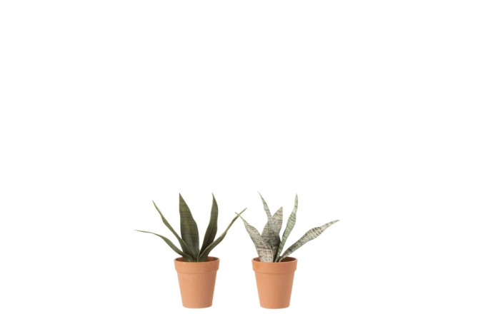 Sansevieria S Assortment Of 2