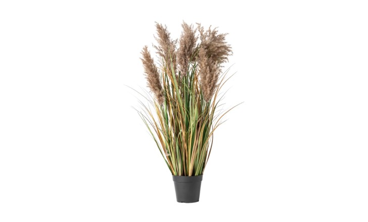 Pampas Grass 7 Heads In Pot S