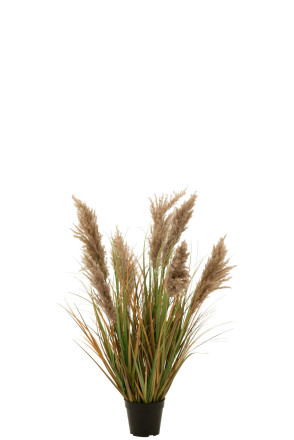 Pampas Grass 7 Heads In Pot S