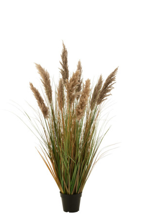 Pampas Grass 9 Heads In Pot M