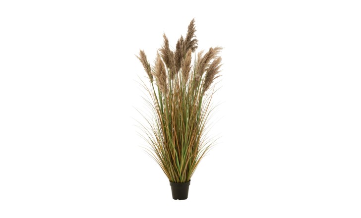Pampas Grass 13 Heads In Pot L