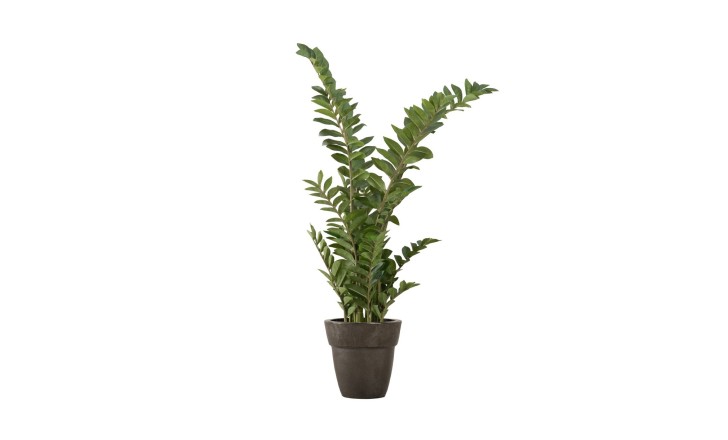 Artificial Plant Zamioculcas, H 130 cm